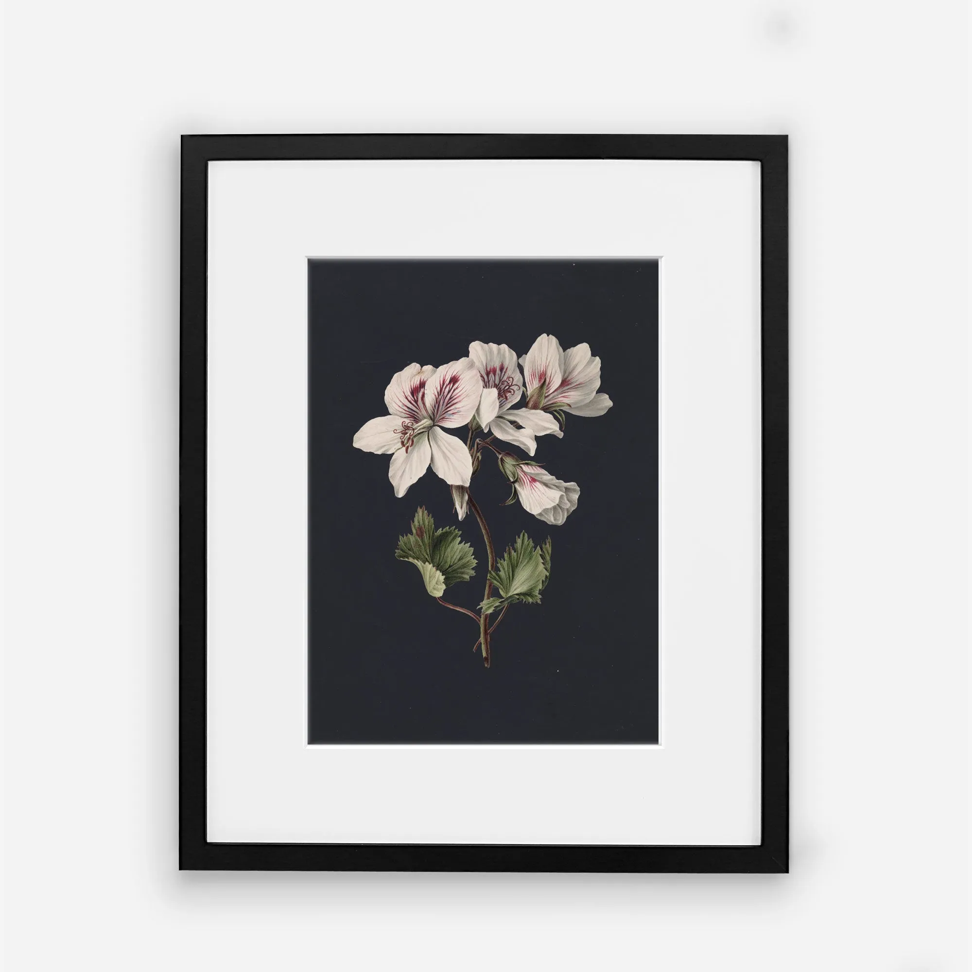 Flowers on Black 2 - Vintage Floral Wall Art